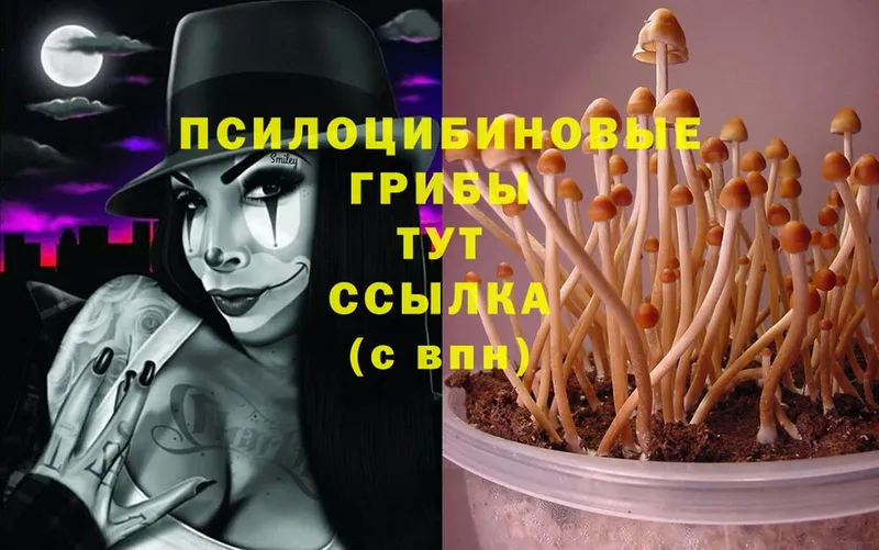 как найти закладки  Ижевск  Псилоцибиновые грибы Cubensis 